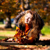 autumn photography sydney
